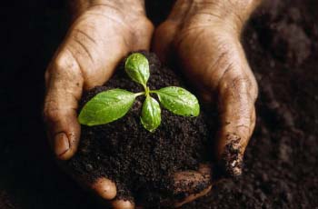 Application of Agnihotra ash for enhancing soil fertility