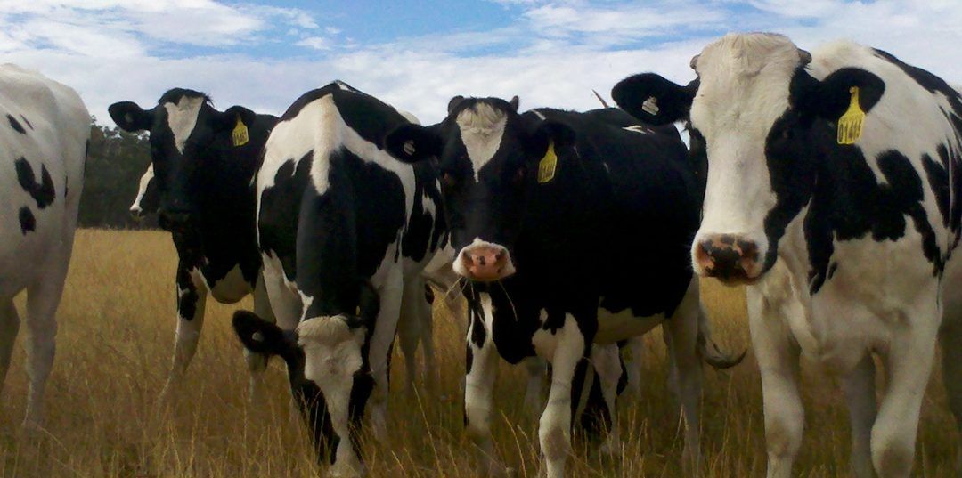 Scientific Aspects of Agnihotra: Animals – Cows (Part 14)